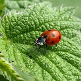 Integrated pest management