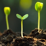 Seed germination methods